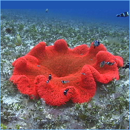 Red-Carpet-Anemone-or-Giant-Anemone.png
