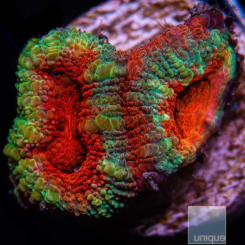 Red Center Acan Lord 49 20.JPG