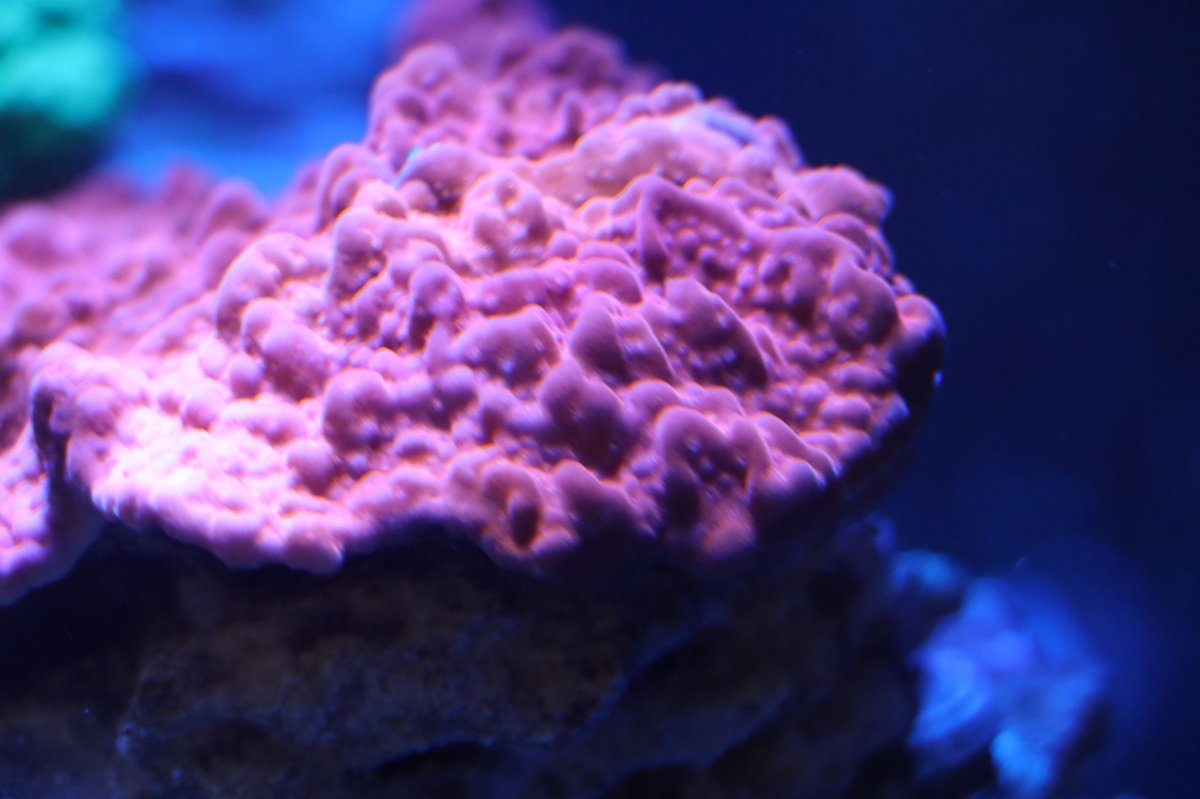 red coral.JPG