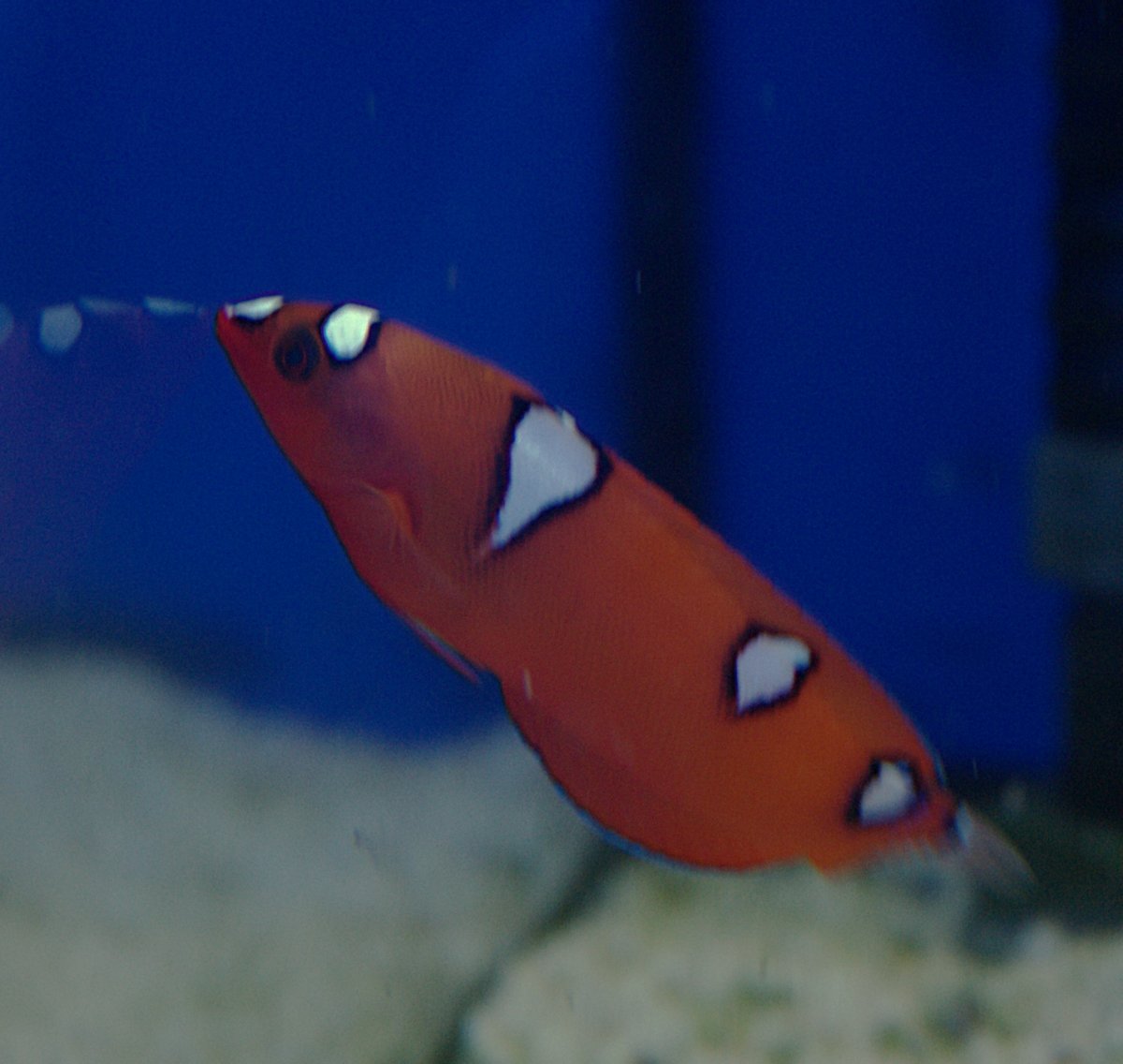 Red Coris Wrasse.jpeg
