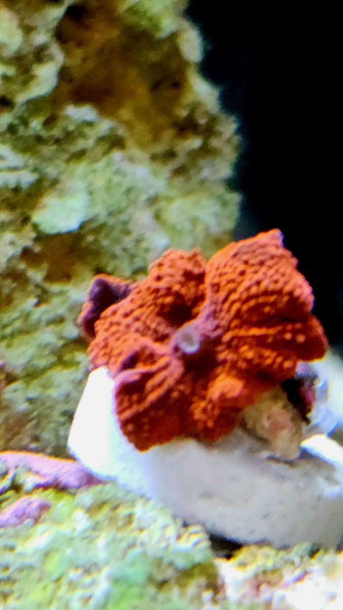 Red Discosoma coral week 11.jpg