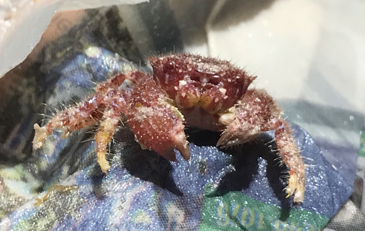 red-eye-crab.png