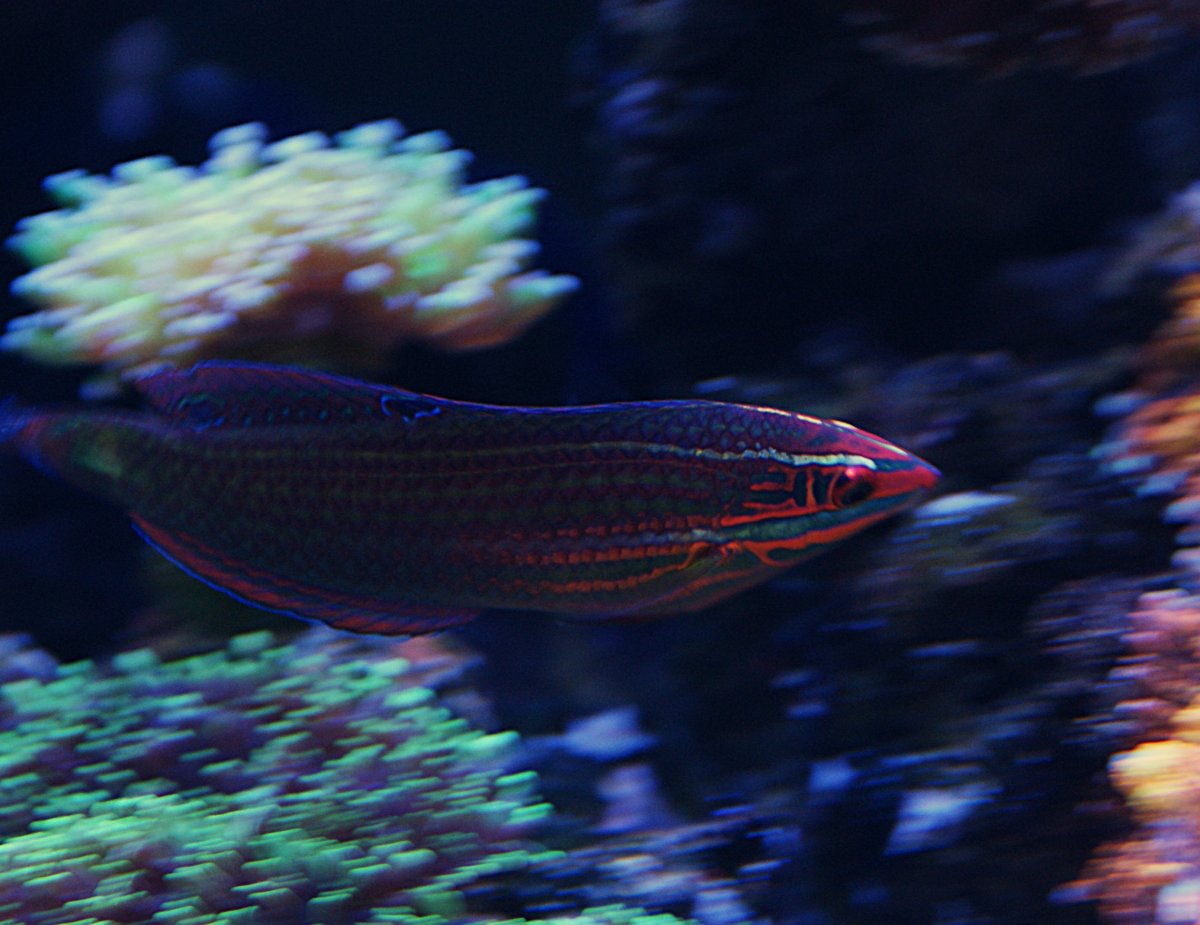Red Face Wrasse.jpeg