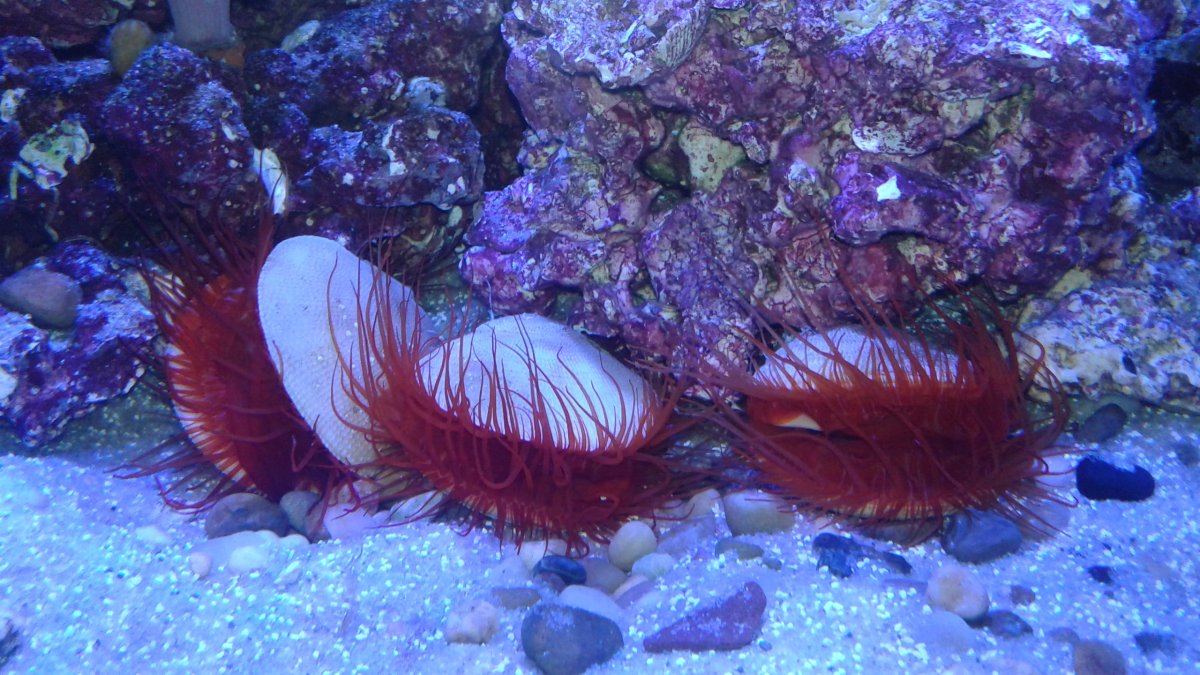Red Flame Scallop 3.jpg