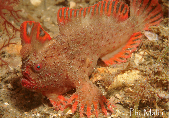 Red-Handfish.jpg