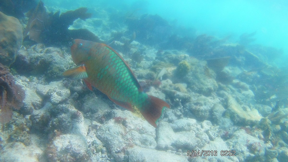 red head parrot fish 2.JPG