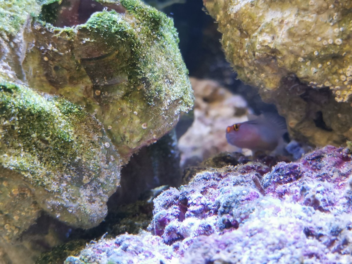 Red Headed Goby.jpg