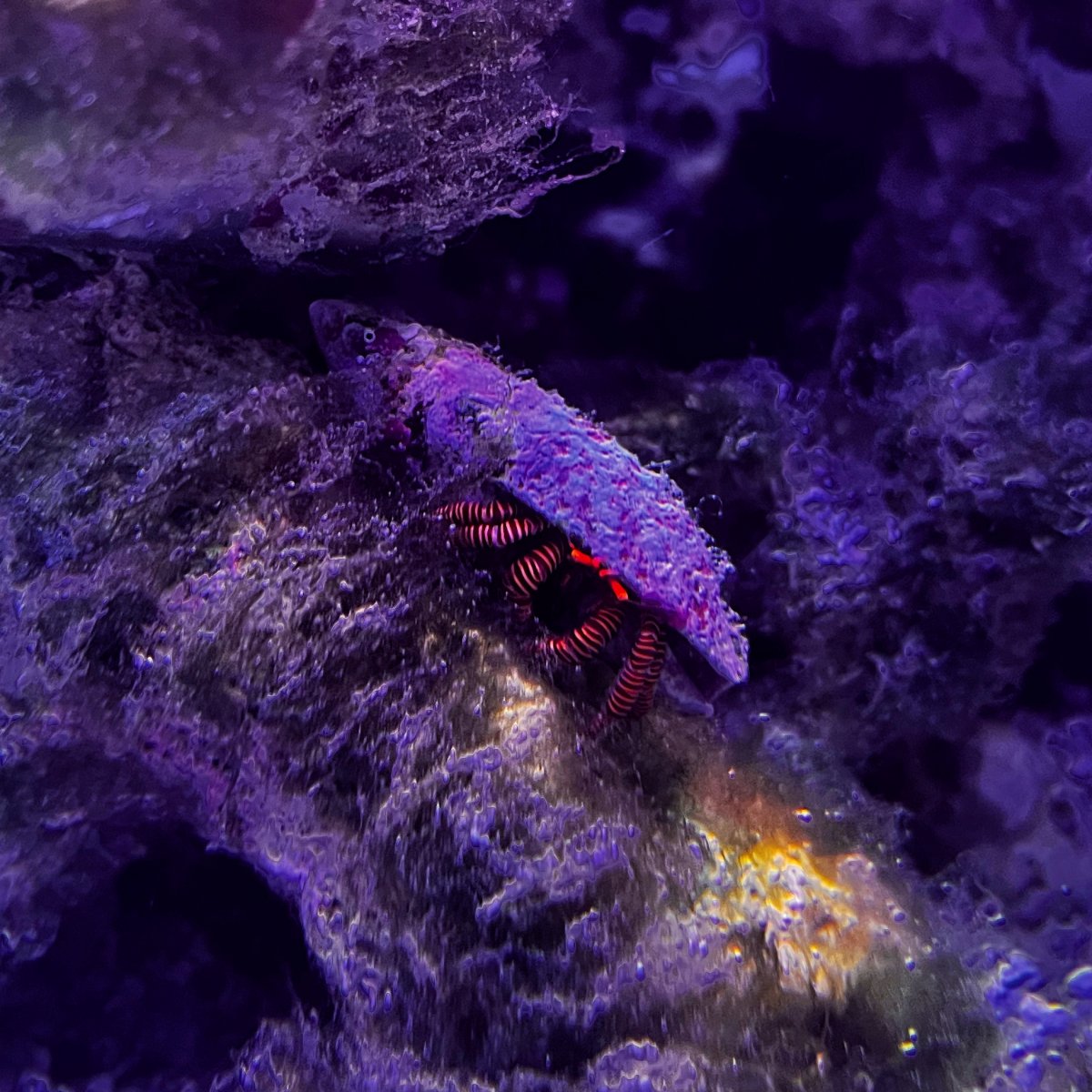 Red Hermit Crab.JPG