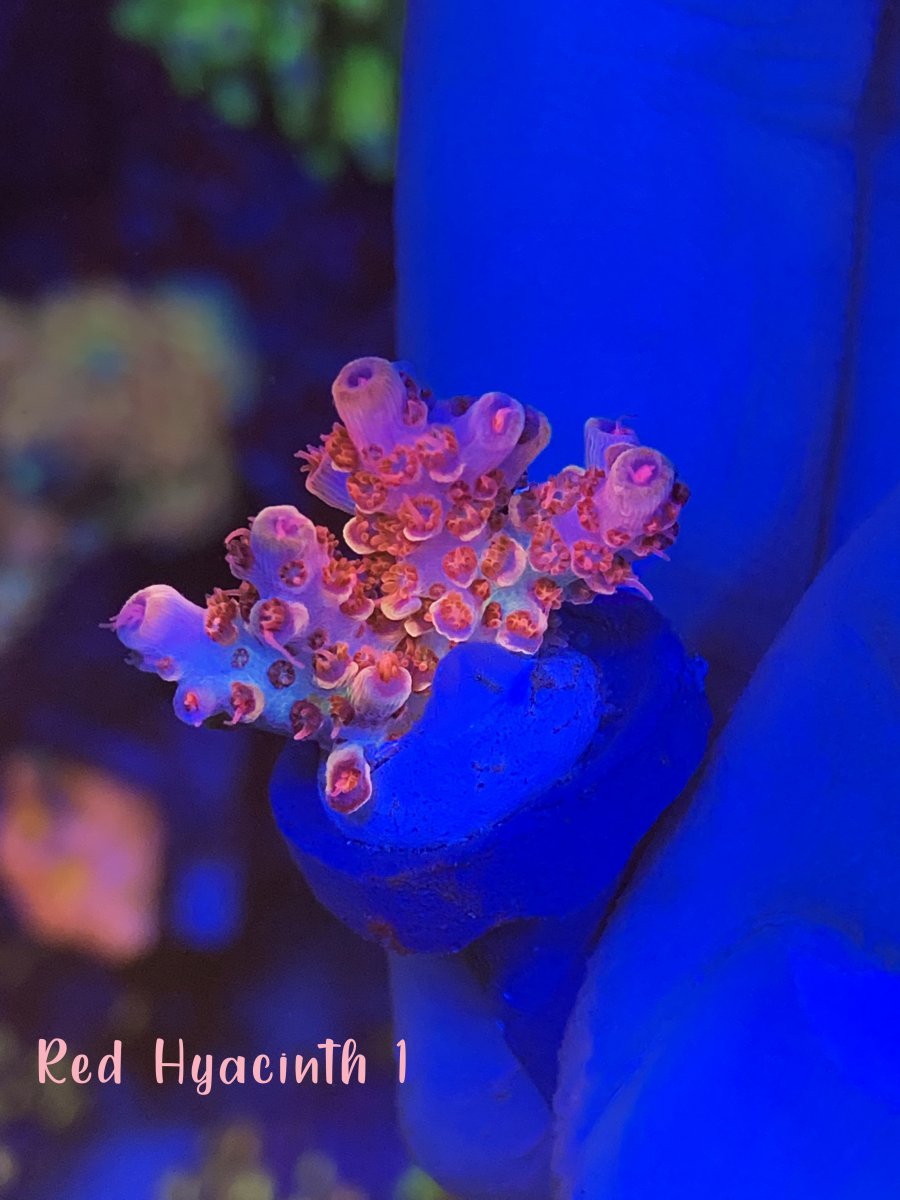 Red Hyacinth 1.jpg
