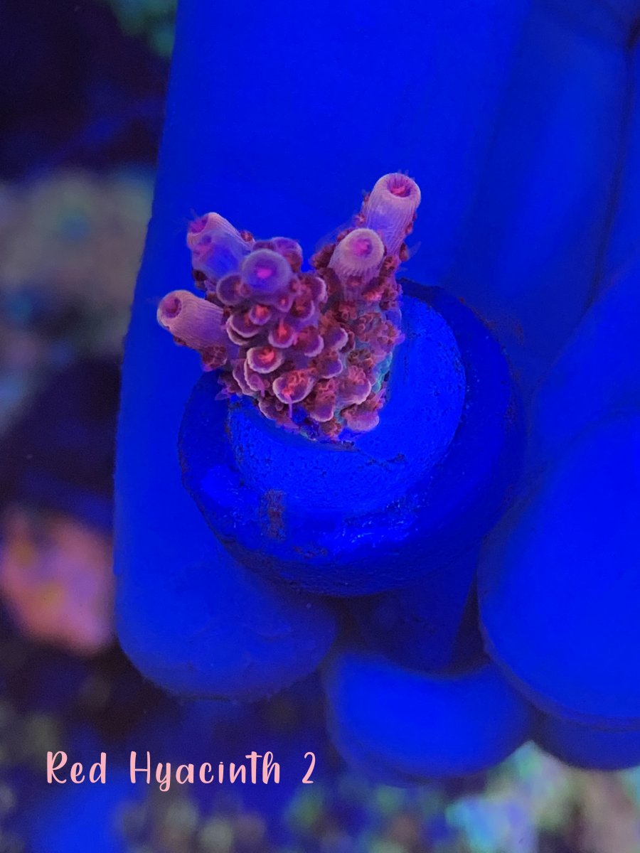 Red Hyacinth 2.jpg