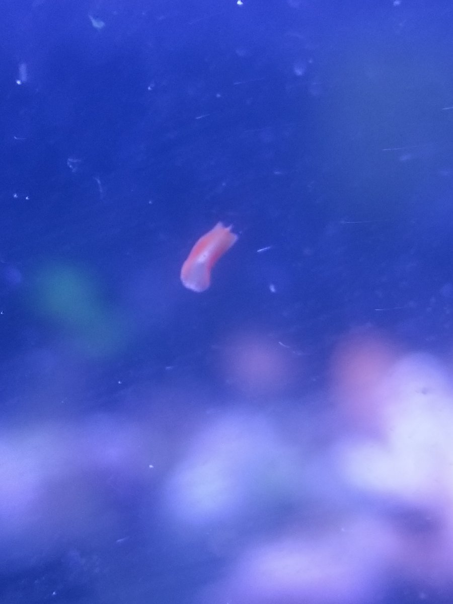 Litter Red Critters, please ID | Reef2Reef