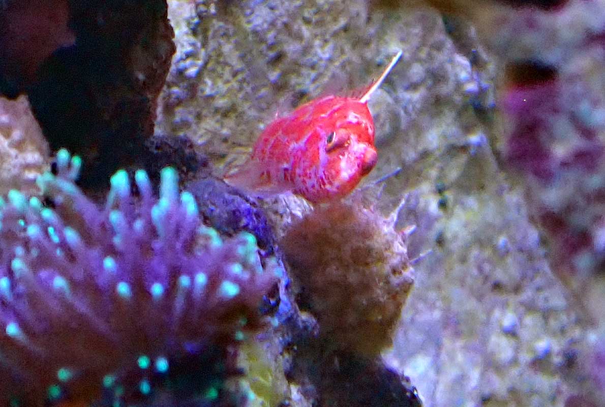 red.jpg