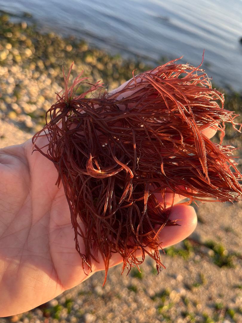 Red Seaweed in hand.jpg