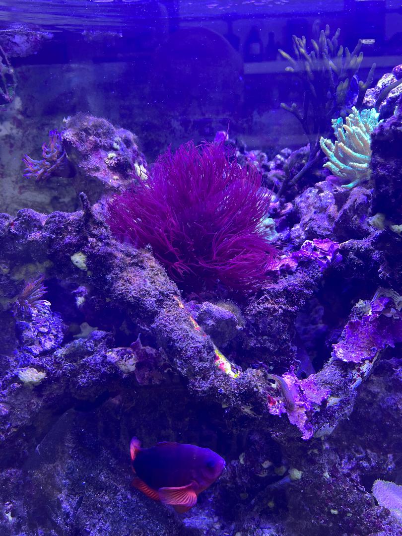 Red Seaweed.jpg