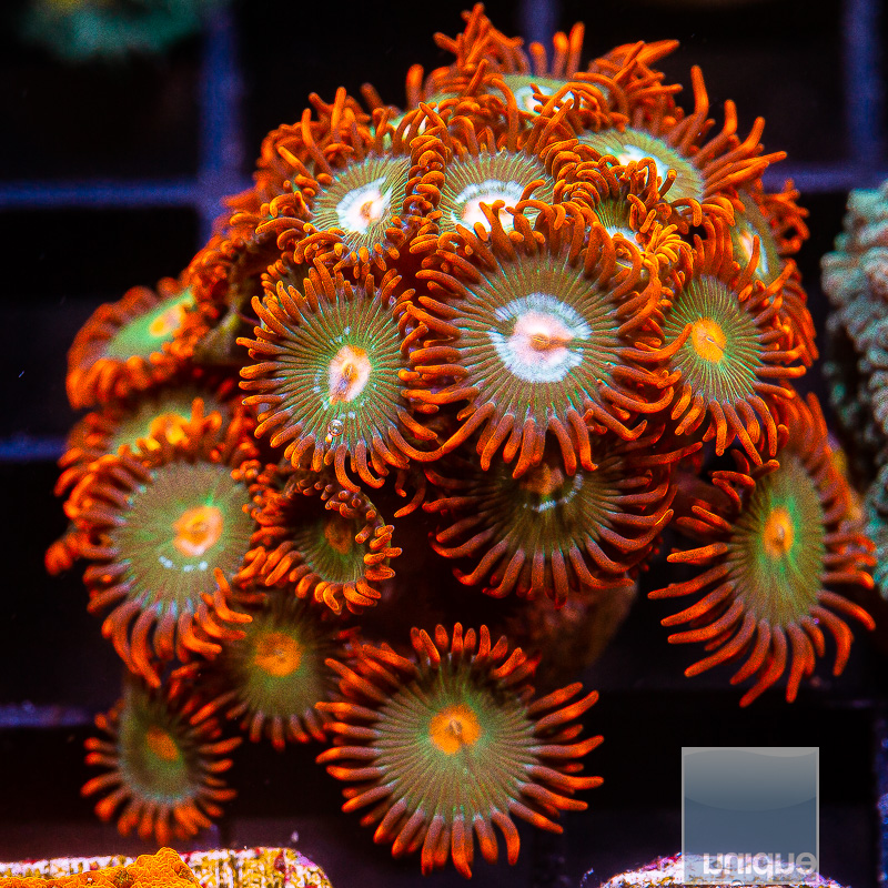 Red Skirt Zoanthid Colony 119 72.JPG