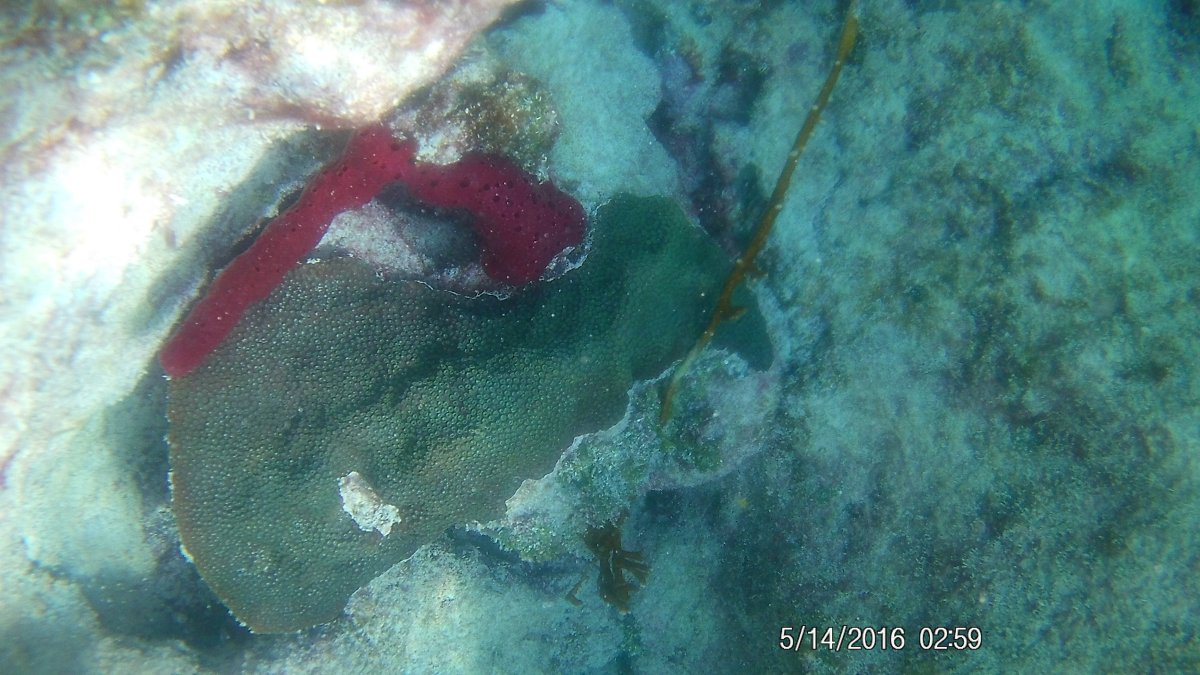 red sponge and lepto 2.JPG