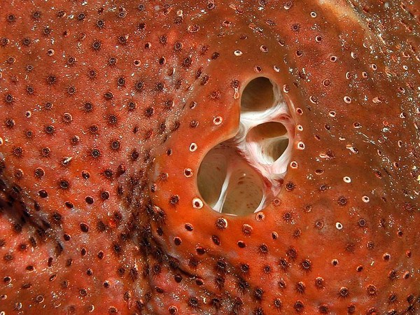 Red-Sponge.jpg