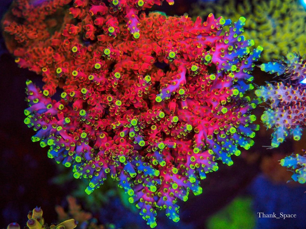 red-sps-coral-reef-aquarium-.jpg