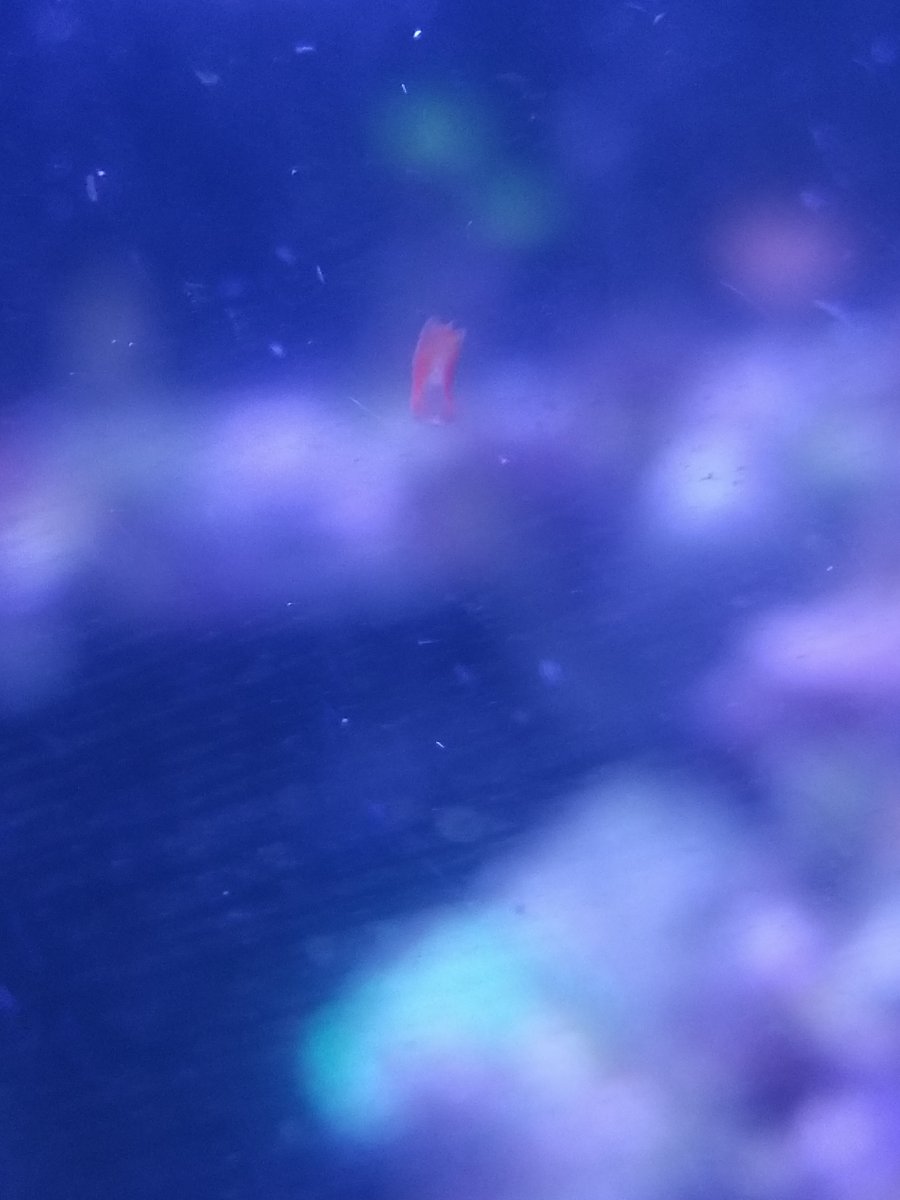 Litter Red Critters, please ID | Reef2Reef
