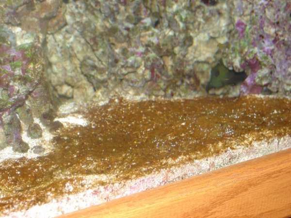 red_algae.jpg