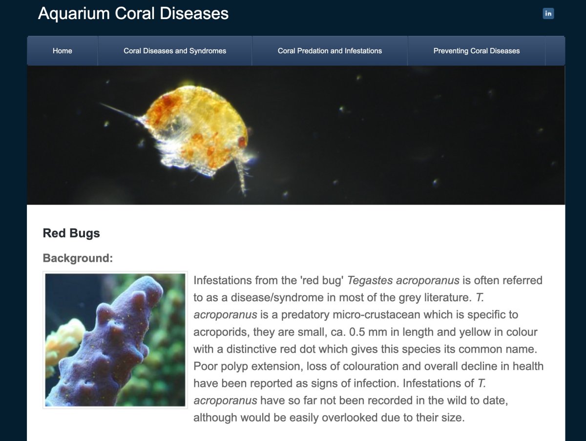 Red_Bugs_-_Aquarium_Coral_Diseases.jpg