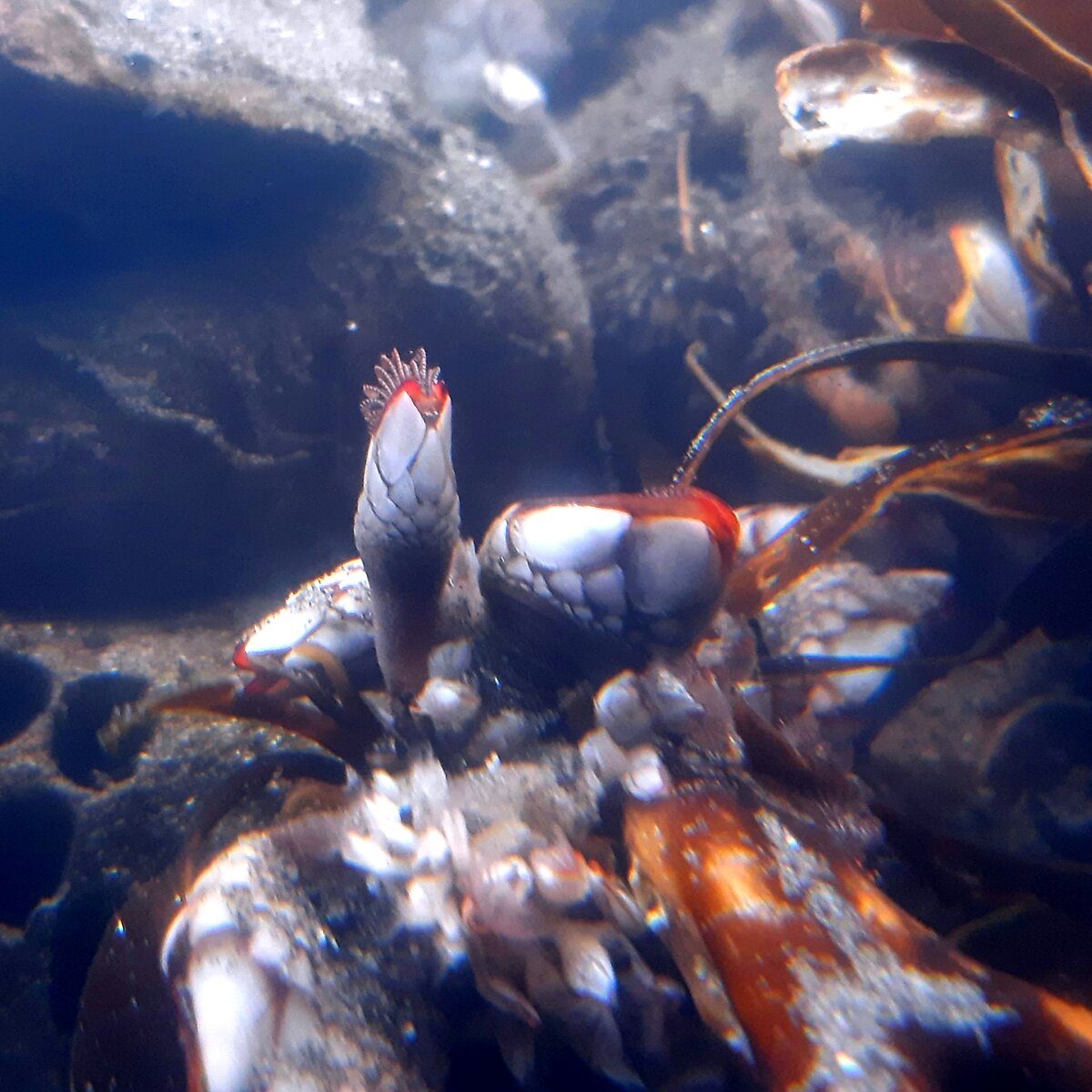 red_gn_barnacles.jpg