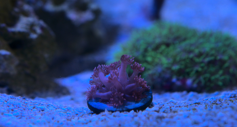 red_goni.jpg