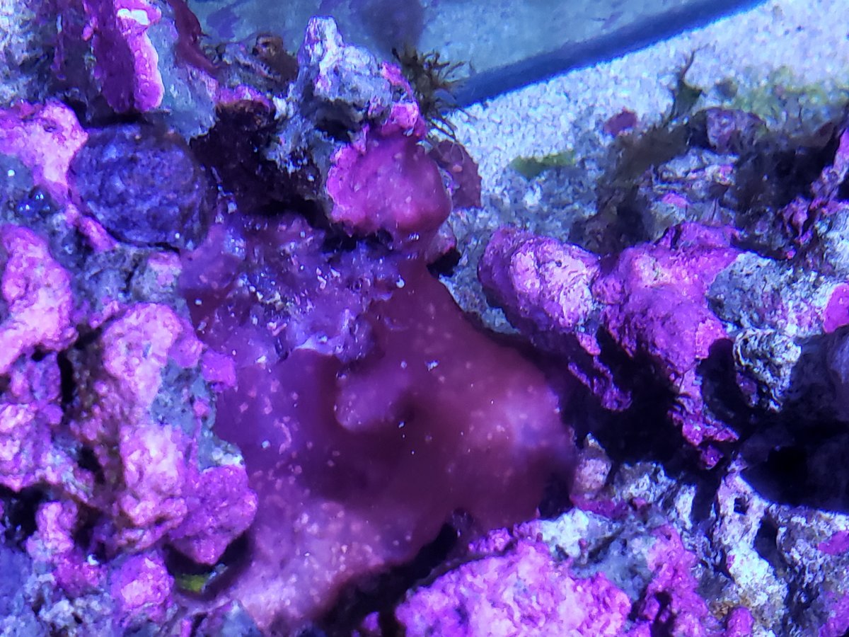 red_skin_algae_01.jpg