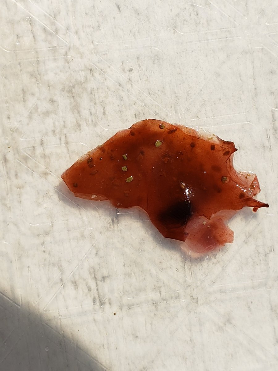 red_skin_algae_02.jpg