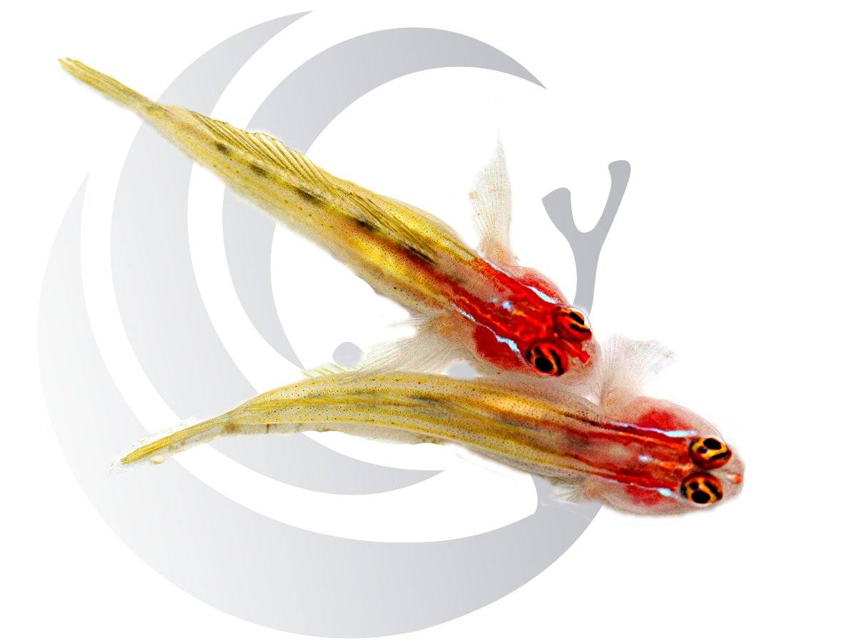 Captive-bred Tank-raised Grammas, Basslets, Gobies, Blennies & More ...