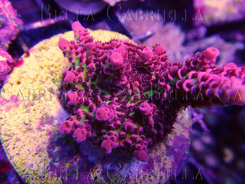 Redplanet..jpg