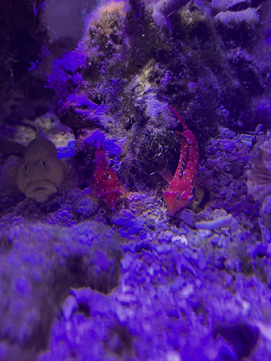 Tank birthday, 47+ years | Page 425 | Reef2Reef