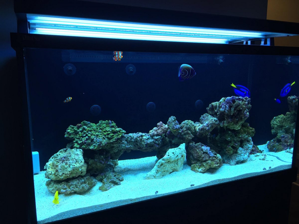 RedSea_Max500.jpg