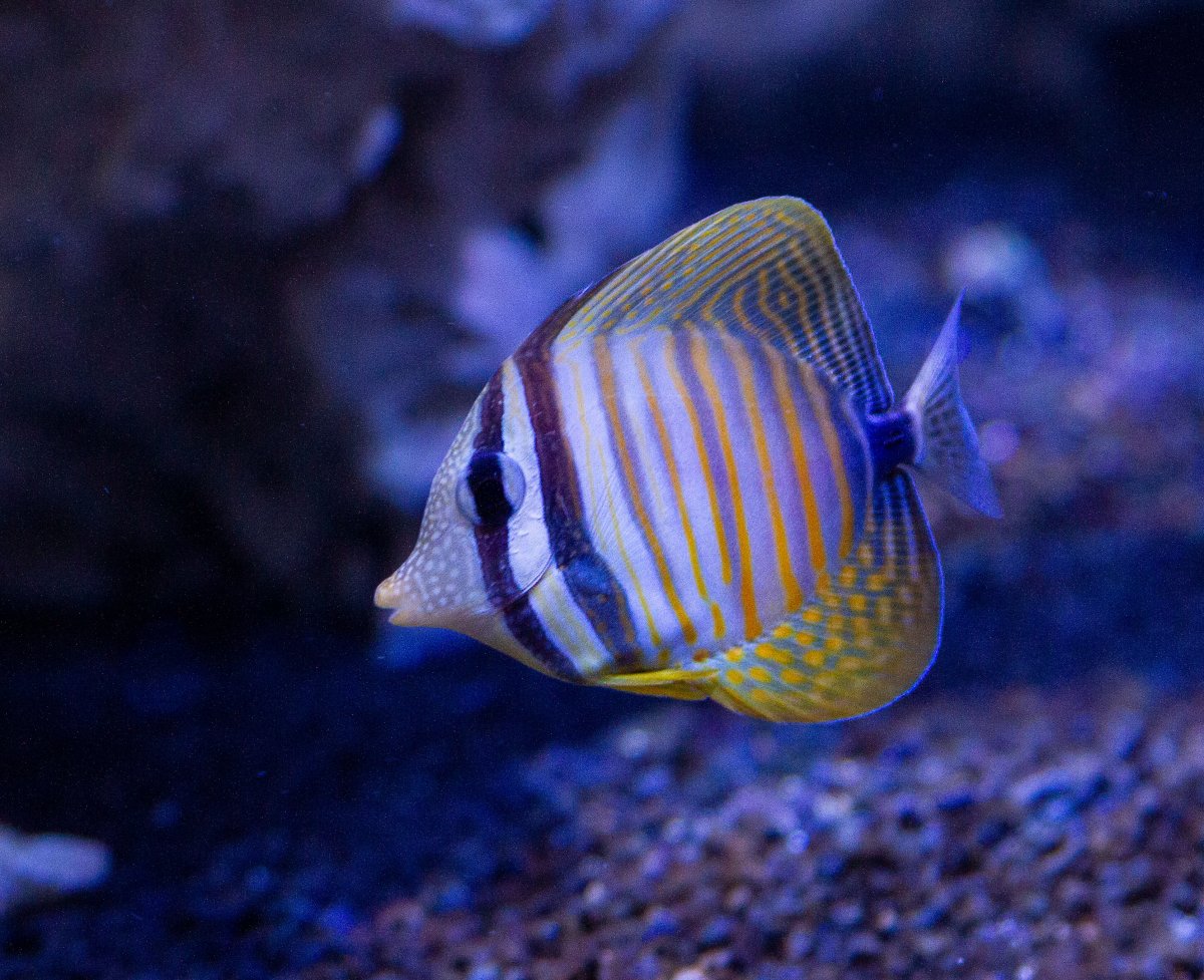 RedSeaSailfin.jpg