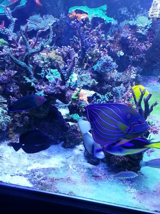 reef 003.jpg