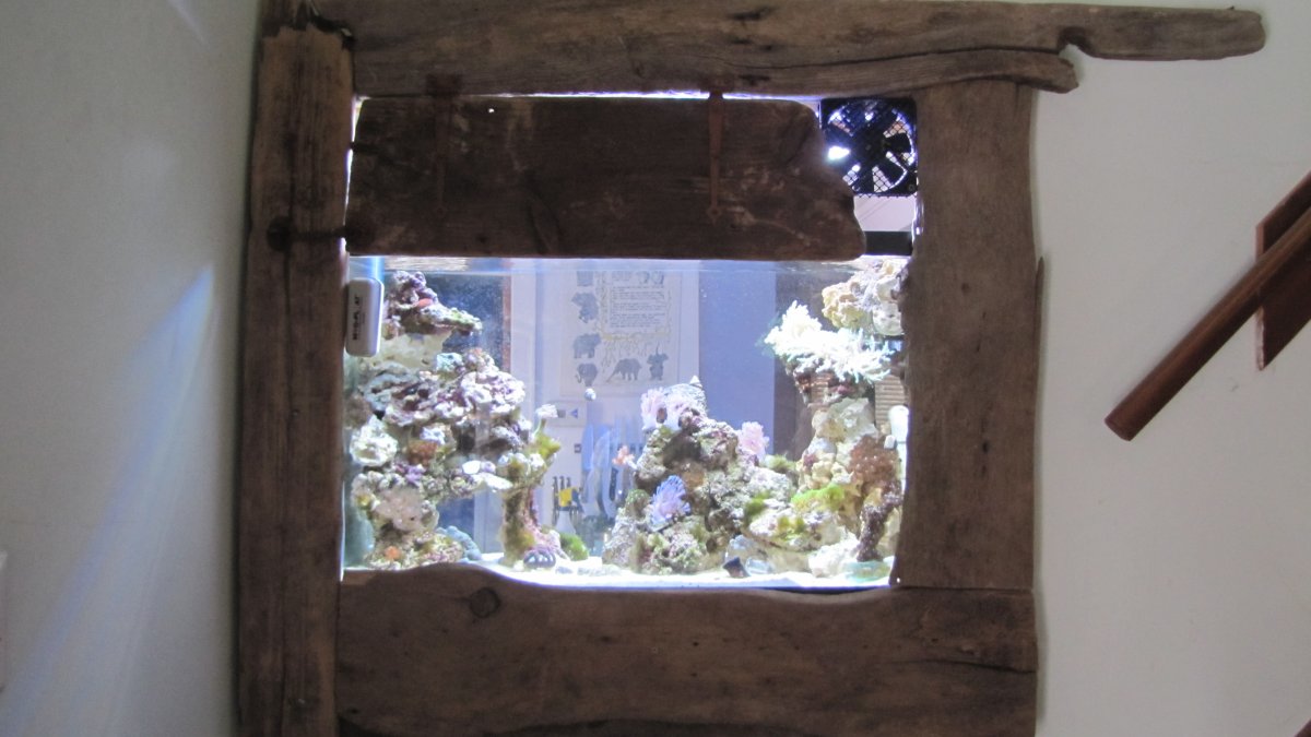 reef 007.jpg