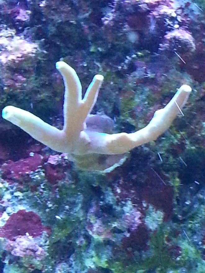 reef 023.jpg