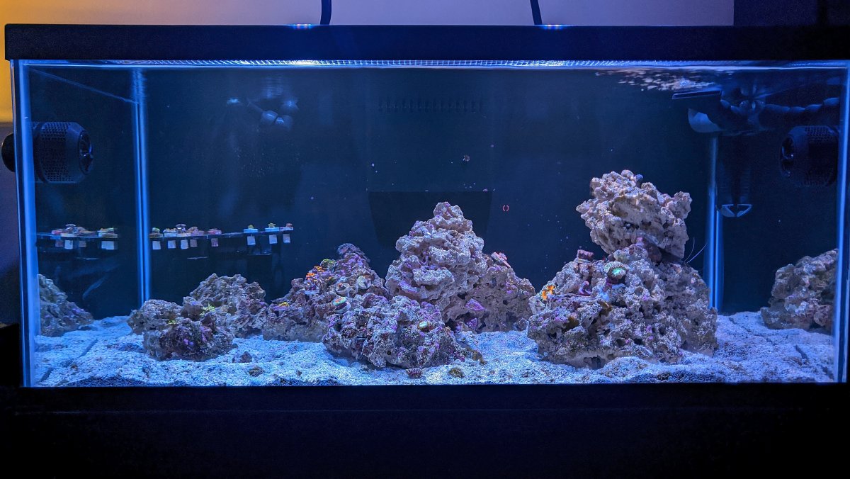 Reef 1.jpg