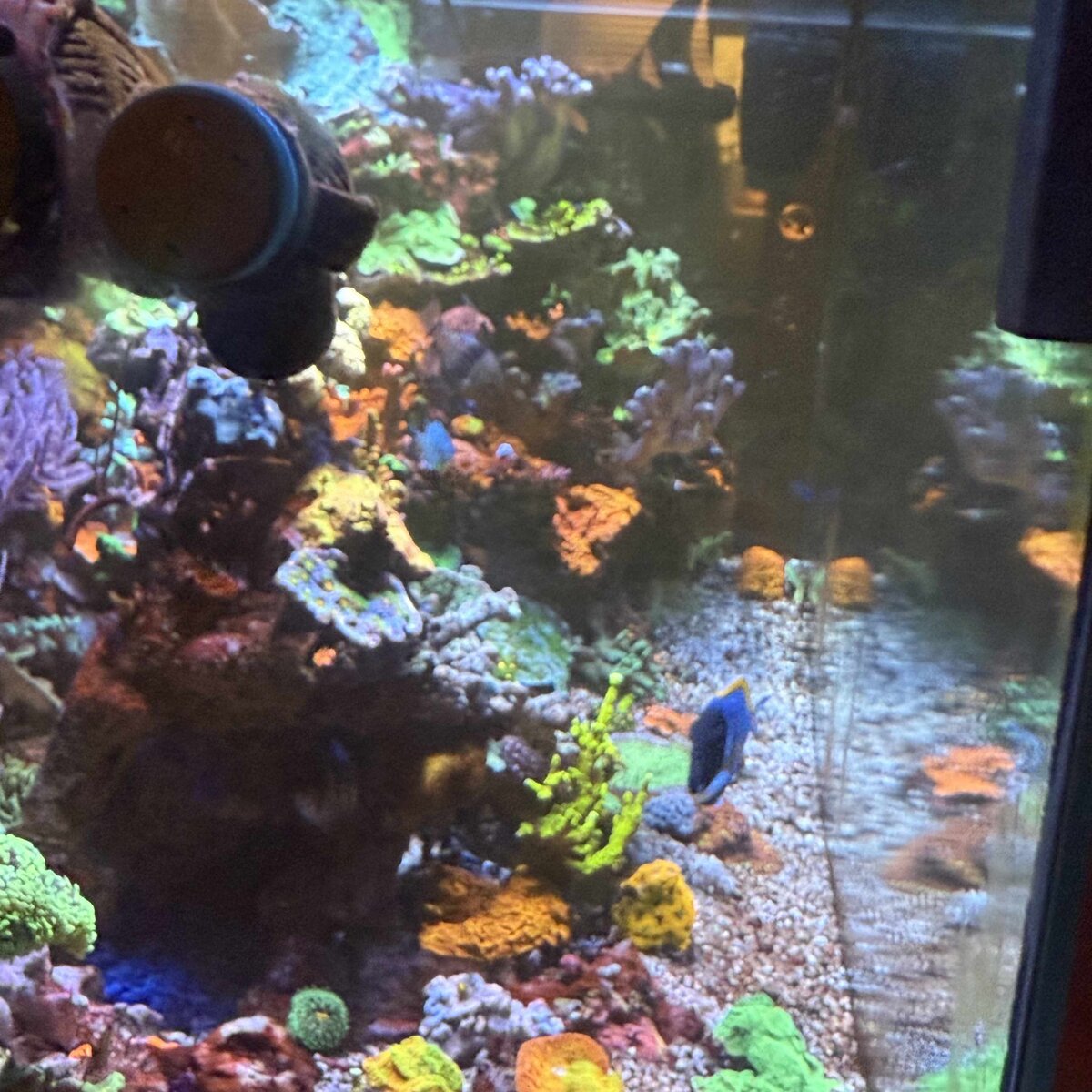 Reef 1.jpg