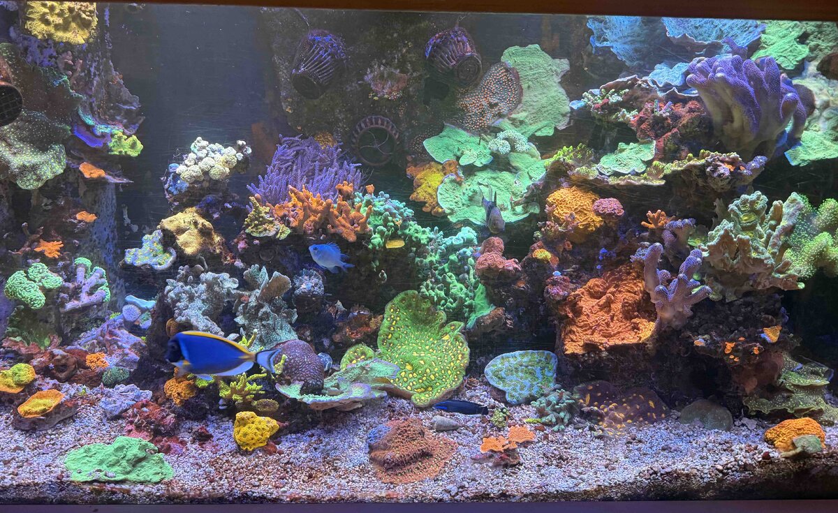 Reef 10.jpg