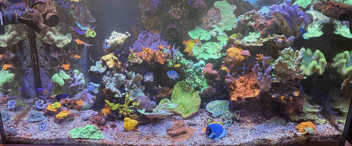 Reef 11.jpg