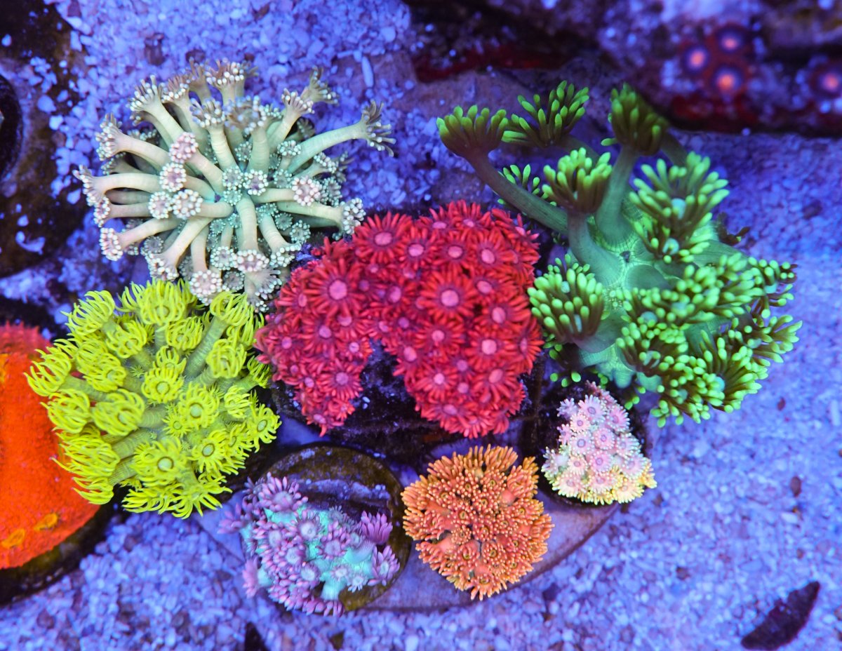 Reef-12.jpg