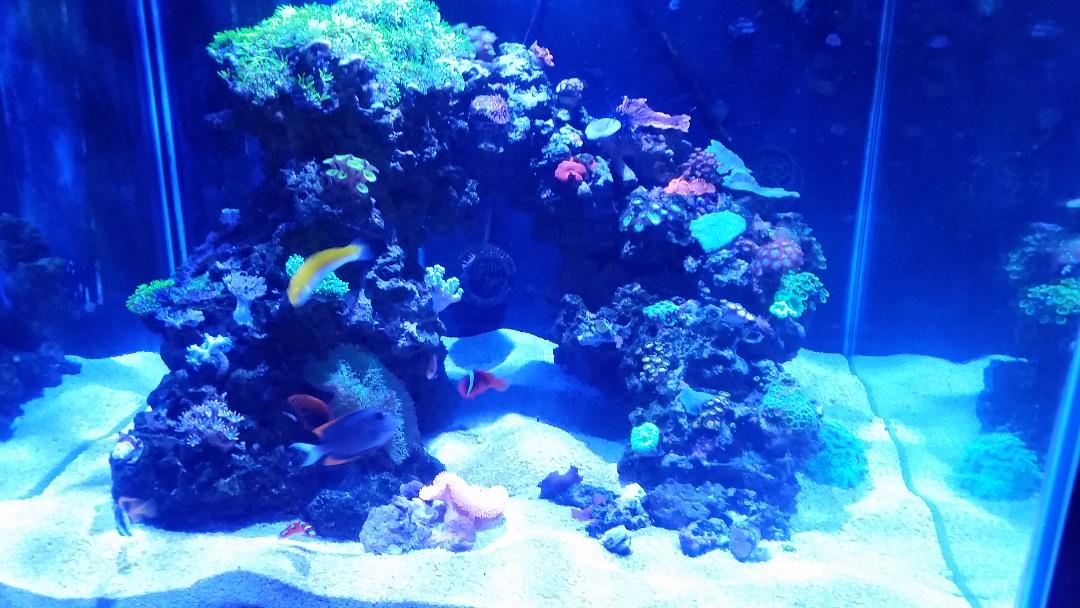 reef 2.jpg
