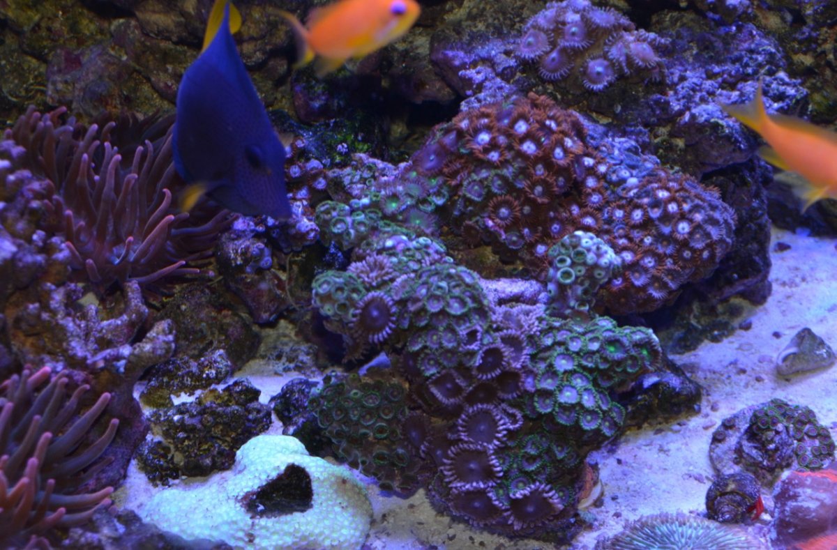 Reef - 2.jpg