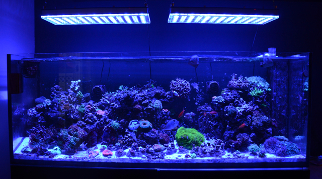 Reef - 2.jpg