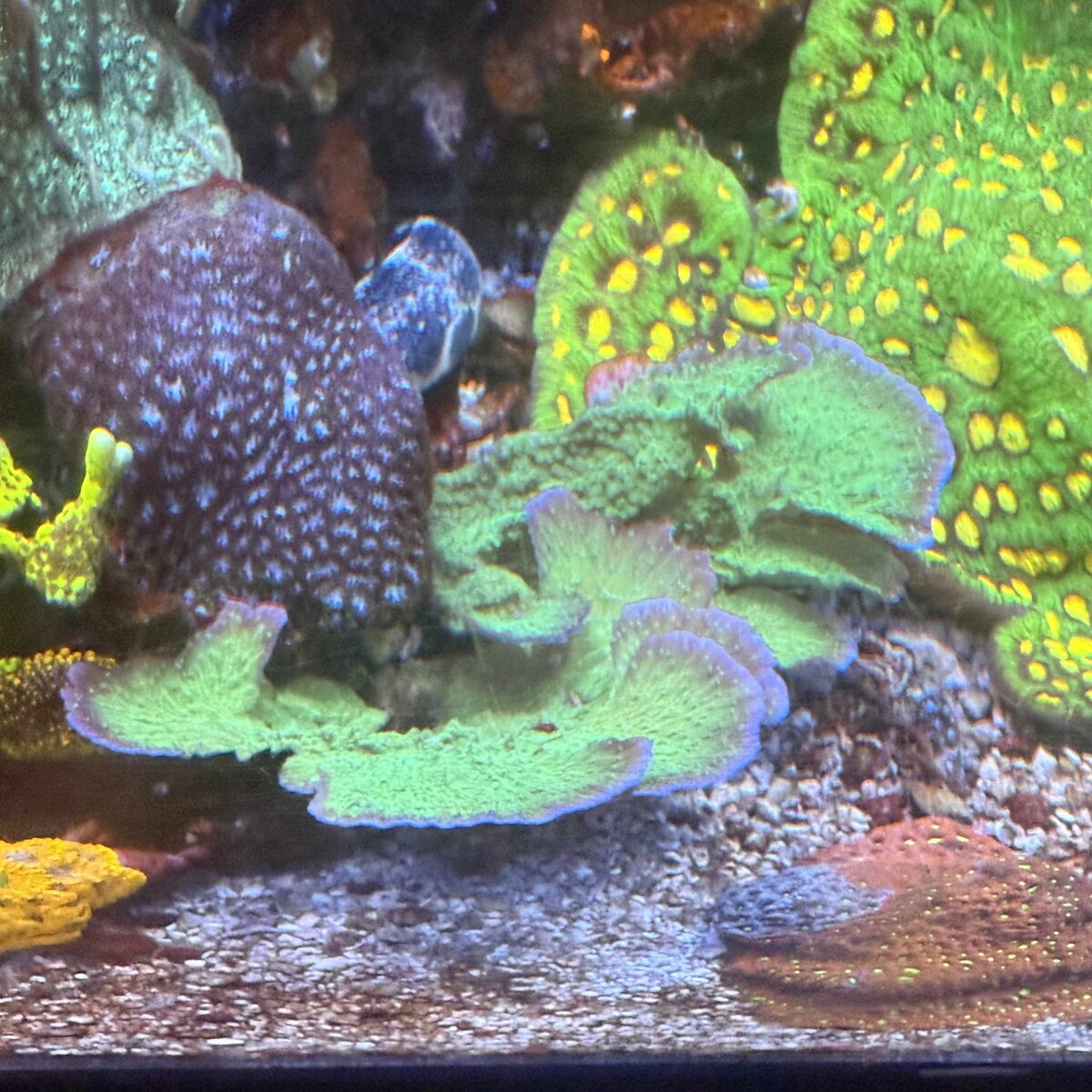 Reef 2.jpg