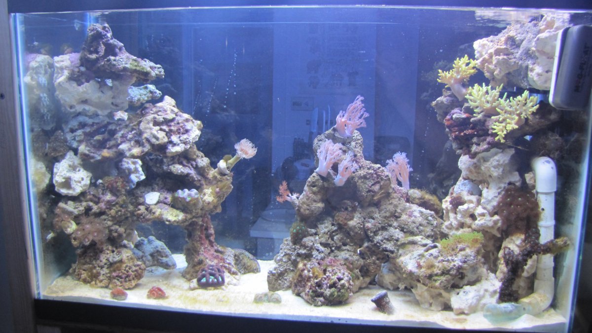 reef 2011.jpg