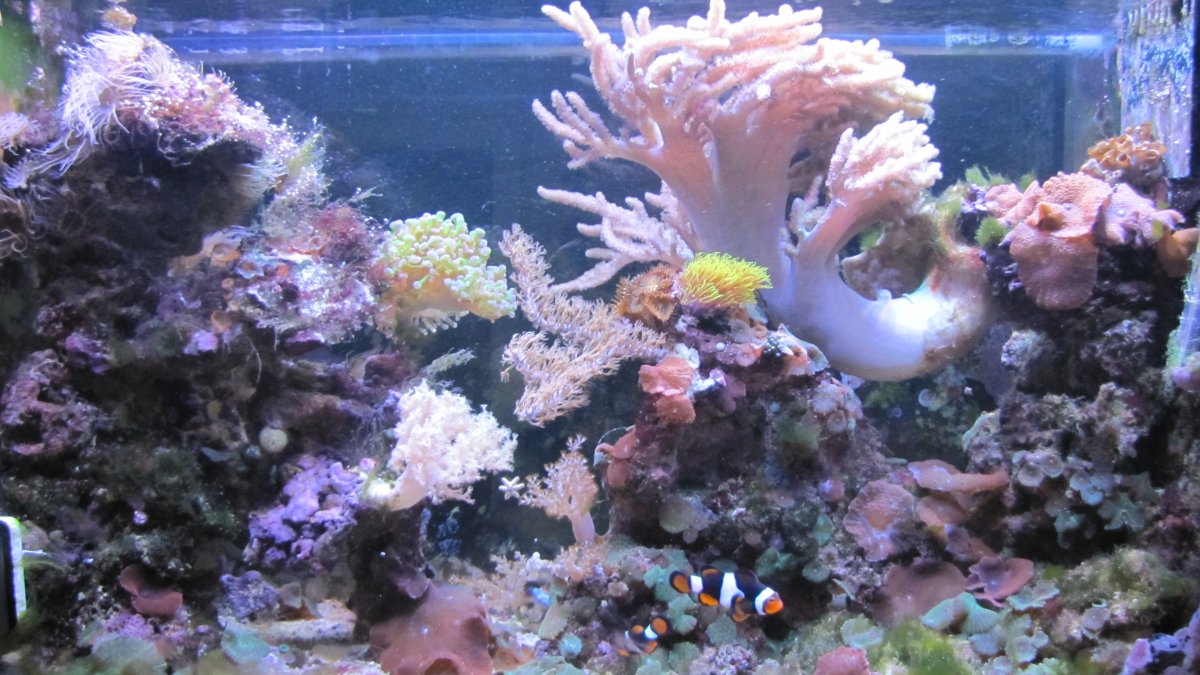 reef 2018.JPG