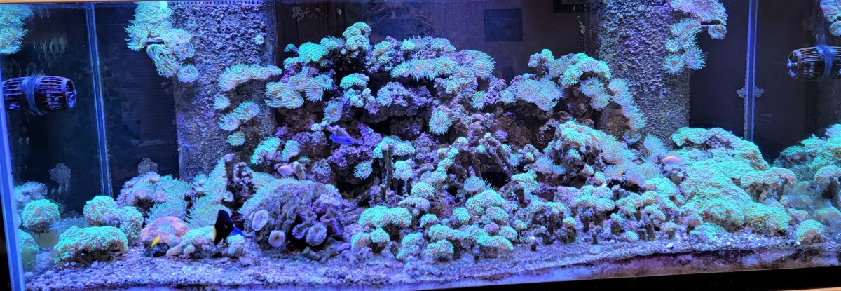 reef 2021.jpg