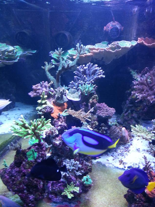 reef 210.jpg